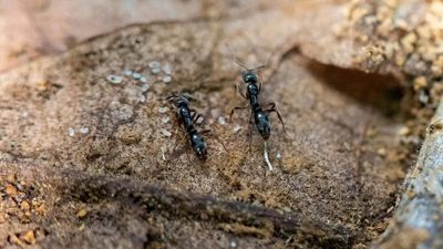 US warns as Asian needle ant reaches over 20 states; experts warn of sharp, painful attacks