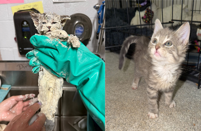 Meet Elmer the Glue-Covered Kitten: Pulled From Bucket Then Finds Home After Extraordinary Rescue