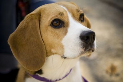 'They're Safe': 1,500 Beagles Ready for Adoption After Rescue, Investigation at Ridglan Farms