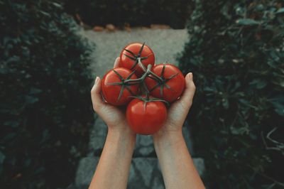 Why Tomatoes Grow Leaves but Delay Fruit Production