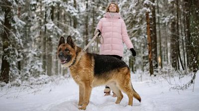 Why Dogs Sense Dangerous People Before You Do, Science Says