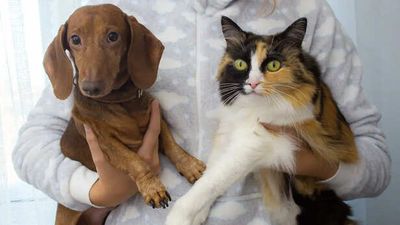 The Hidden Psychology Behind Why You’re a Cat or Dog Person