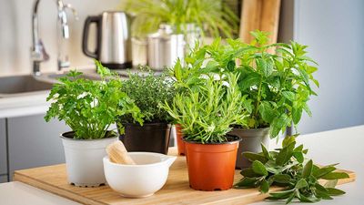 7 Unusual Fragrant Herbs To Plant In May – For Effortlessly Flavorful Summer Cooking