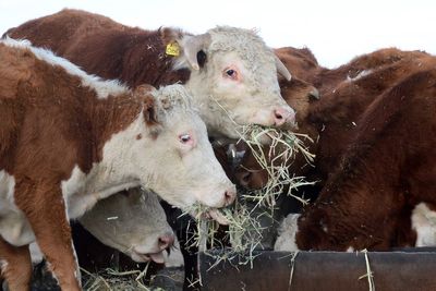 Beef prices are hitting record highs. The DOJ has launched an antitrust probe into the biggest producers