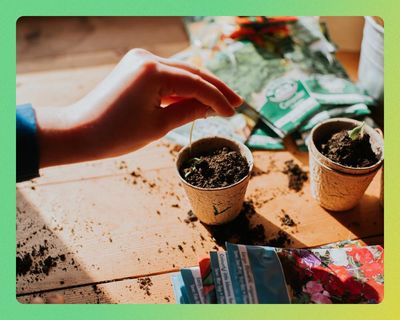 Start small, pick perennials and go peat-free: how to buy plants sustainably