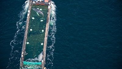 Timmy the humpback whale is presumed to have died after being released into a shipping lane