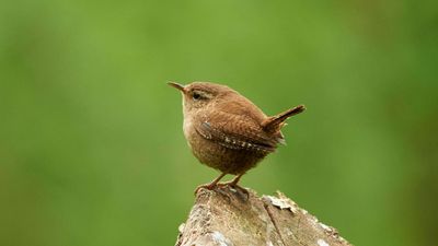 How to attract wrens to your garden – 5 ways to create a sanctuary for one of nature’s best pest controllers