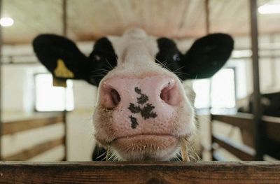 Bird Flu in Dairy Cows: CDC Says Risk Is Low, But Here’s What You Need to Know