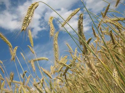 Wheat Falling Back with Outside Pressure to Start Wednesday