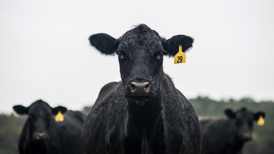 Ohio farm hit by unusual heist as thieves make off with dozens of cows worth thousands each
