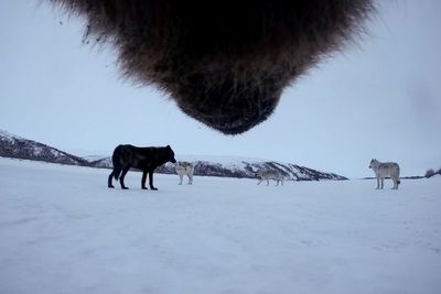 Hunters in Alaska are allowed to kill bears from helicopters again – but only to save caribou