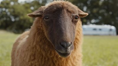 Would Julia Louis-Dreyfus And The Cast Of The Sheep Detectives Trust Their Pets To Solve Their Murders? I'm Out Here Asking The Hard-Hitting Questions