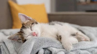 Why Your Pet Sleeps on Your Clothes Instead of Its Bed