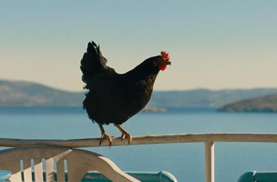 ‘Somehow you become the chicken’: inside the film about people-smuggling told through the eyes of a hen