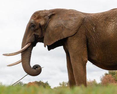 Rewilding giants: captive elephants rehomed in Europe’s first sanctuary