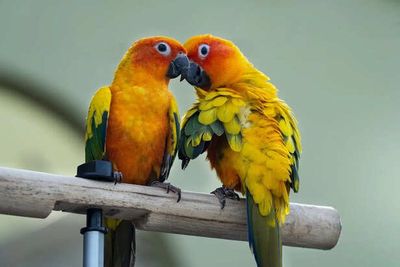 How to Make Your Bird Talk Faster (Hidden Trick)