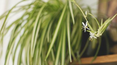 Is your spider plant producing offshoots? May is the perfect time to create this stunning 5-minute centerpiece