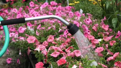 Lidl's Hanging Basket Watering Wand Is About to Revolutionize Your Gardening Routine – It Will Make Reaching Awkward Spots Effortless