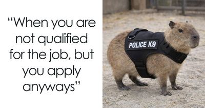 This Page Shared 39 Funny And Wholesome Capybara Memes Which Might Make Your Day A Little Better