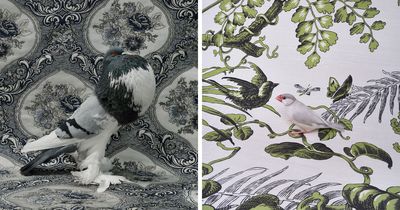 This Photographer Captured 21 Stunning Bird Portraits That Blend Art, History, And Nature Into One Vision