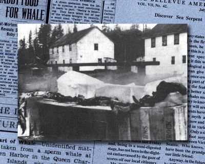 Shark or sea monster? The Canadian marine mystery that still intrigues experts 90 years on