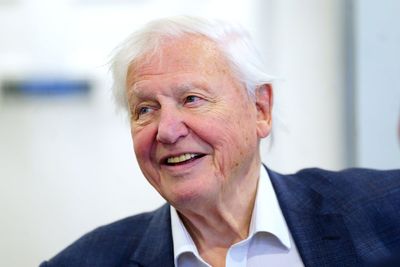 New species of wasp named after Sir David Attenborough for his 100th birthday
