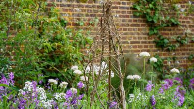 This Is the Ideal Height to Get Supports in Place for Your Flowers – Act Quickly, or You Could Risk Damaging Plants