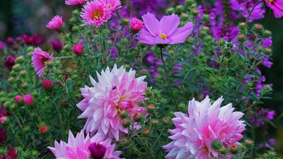 Easy Cut Flowers To Plant In May For A Constant Supply Of Summer Bouquets – 7 Beautiful Blooms
