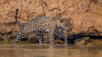Trail camera films exceedingly rare jaguar encounter in southern Arizona