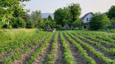 7 Strategies to Protect Growth During Early Heat Waves