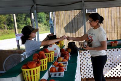 Del Monte shutdown forces massive peach tree removal