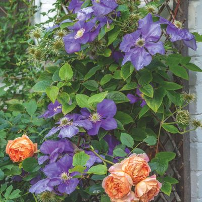 How to grow clematis – 5 things you need to know for stunning climbing displays every year