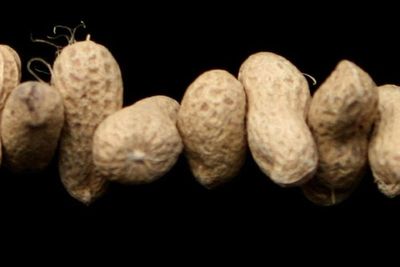 Peanut allergy breakthrough as researchers find way to treat children’