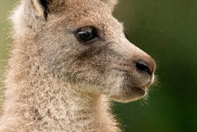 Prince George, Princess Charlotte and Prince Louis bestow charming Welsh name on baby kangaroo at Australia Zoo
