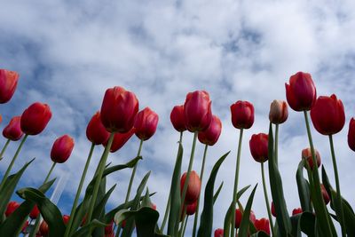 Scientists say don't forget about plants. Climate change is endangering tens of thousands of species