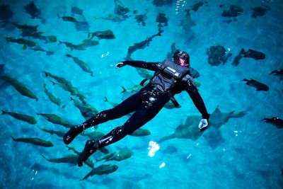 Injured US military veterans find relief and awe swimming with a whale shark at Georgia Aquarium
