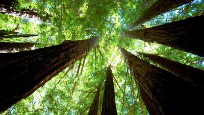 California couple’s scenic Redwood trip turns terrifying as ‘Heaven Sent’ van tracks them across town
