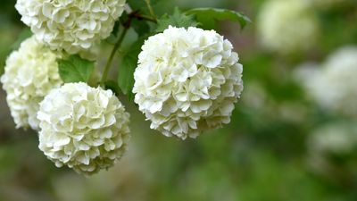 What to Do With Snowball Viburnum in May – These Simple Tasks Will Guarantee a Spectacular Flower Display Year After Year