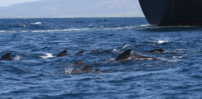 Squeak up! I can’t hear you: pilot whales are shouting to hear themselves over ship noise