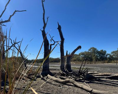 Water flows to parched NSW wetlands could be turned back on within weeks as drought fears loom