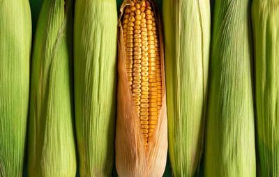 Corn Comes Back to Close Near Unchanged