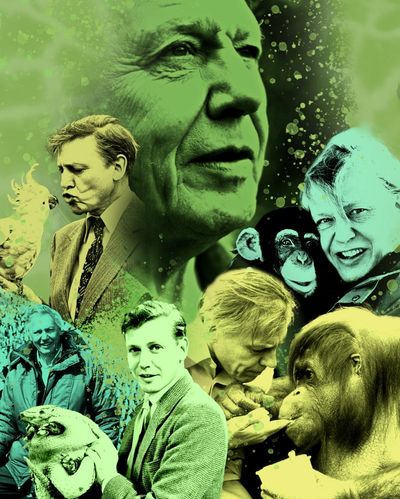 Happy centenary, David! Attenborough’s 100 most spectacular TV moments