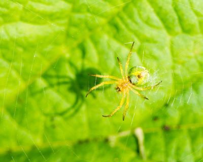 Country diary: A lesson in camouflage from a cucumber spider