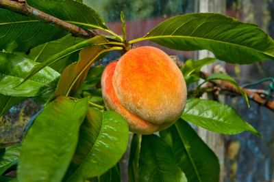 Peach farmers prepare to destroy 420,000 trees after Del Monte Foods bankruptcy filing