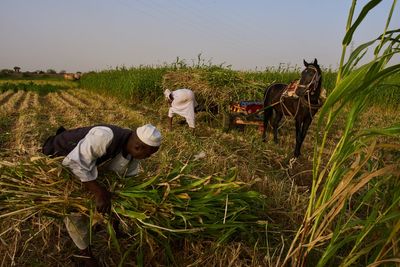 Sudan was already at war and hungry. Now its farmers are hit by another conflict