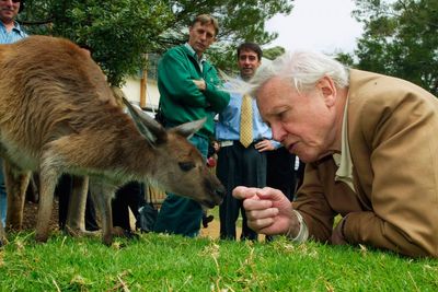 David Attenborough, the excited but hushed voice of nature programs, turns 100