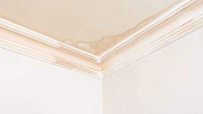 Alabama Homeowners Face Higher Humidity-Related Repairs As Mold Can Begin Forming Within 48 Hours
