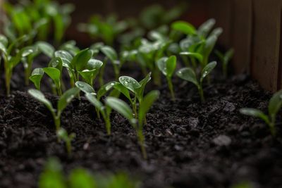 5 Indicators Your Soil Needs Nutrient Support