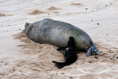 'I Don't Care, I'm Rich' - Who Is The Cruel Tourist Who Threw A Rock At Beloved Hawaiian Seal - Then Gets Beaten Up For It