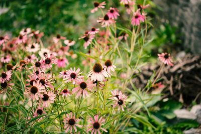 6 Resilient Picks That Handle Temperature Swings